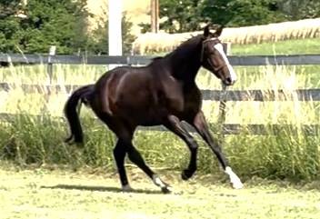 Totilas / De Niro / Hostens / Weltmeyer II