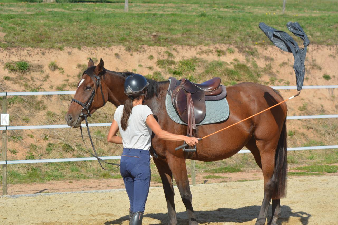 Cours particuliers équitation 