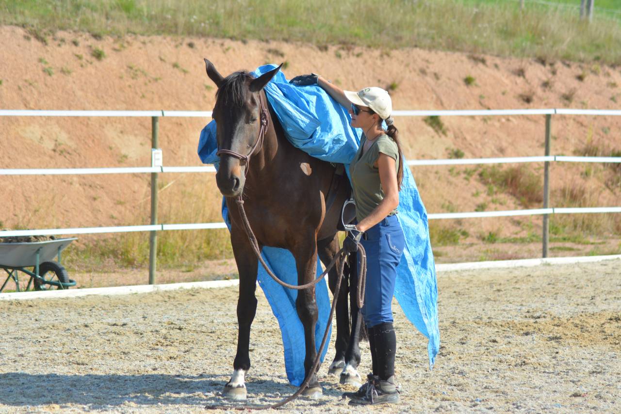 Demi-pension écurie de propriétaires 