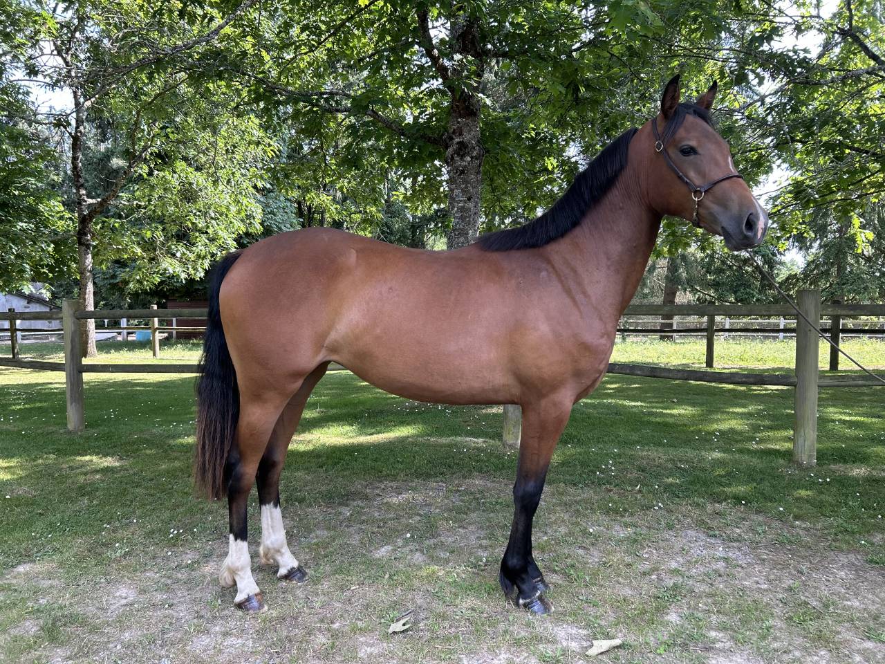 Très belle pouliche 2 ans 