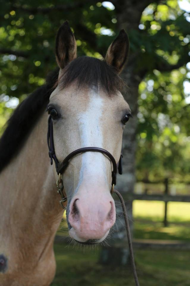 Super ponette 2 ans PFS 