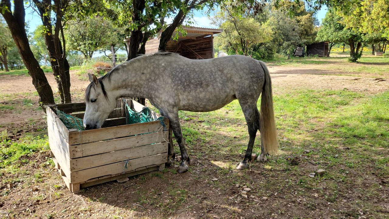 Paddock pension participative herault 