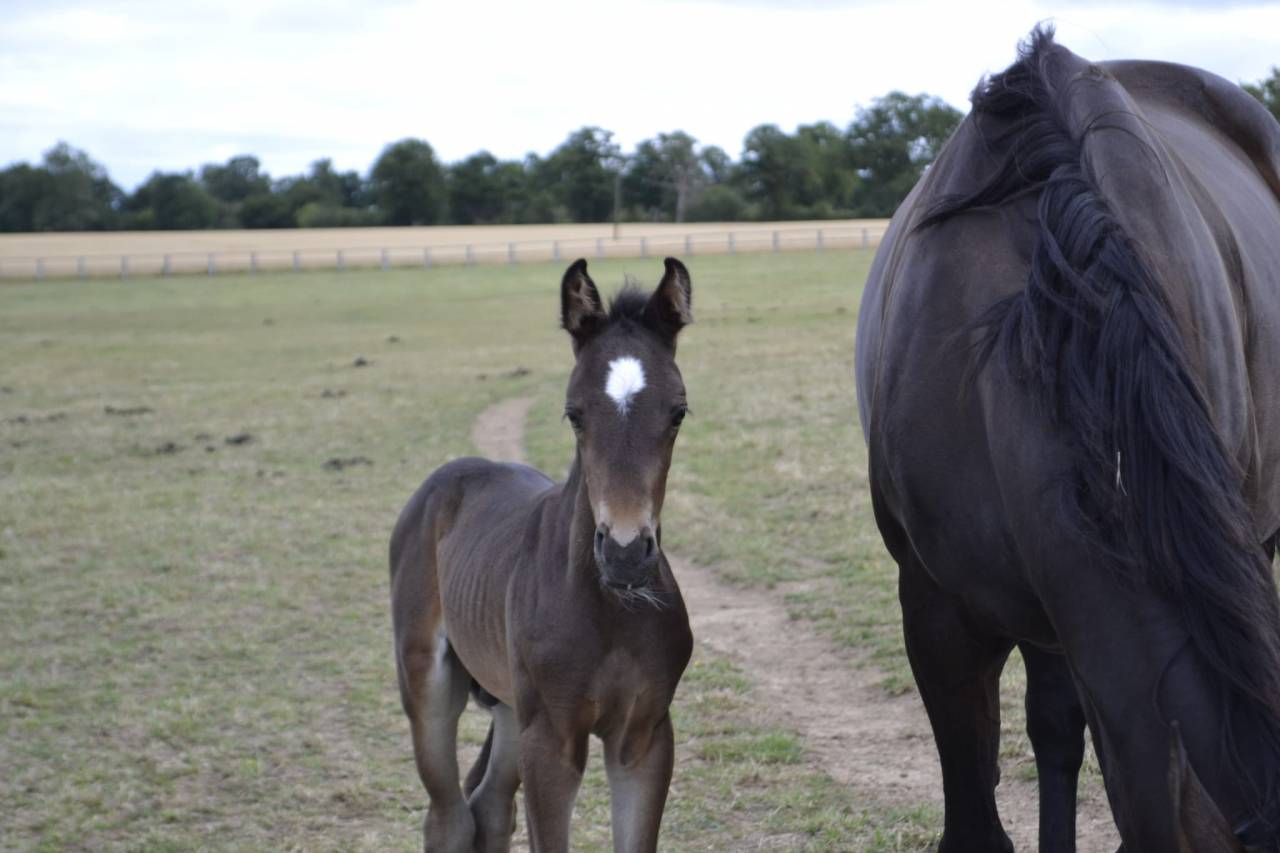Poulain pare conté Bellini X Heden de la croix 