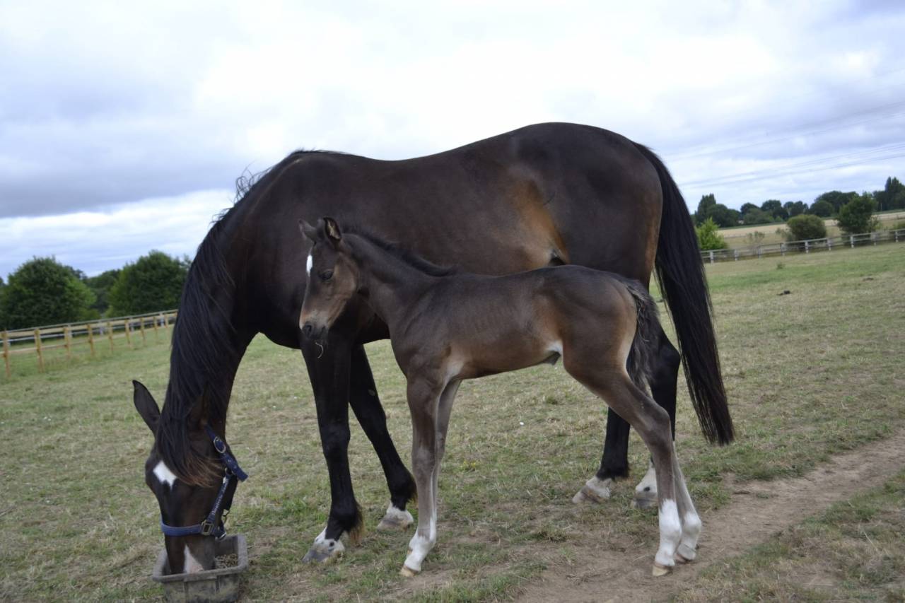 Poulain pare conté Bellini X Heden de la croix 