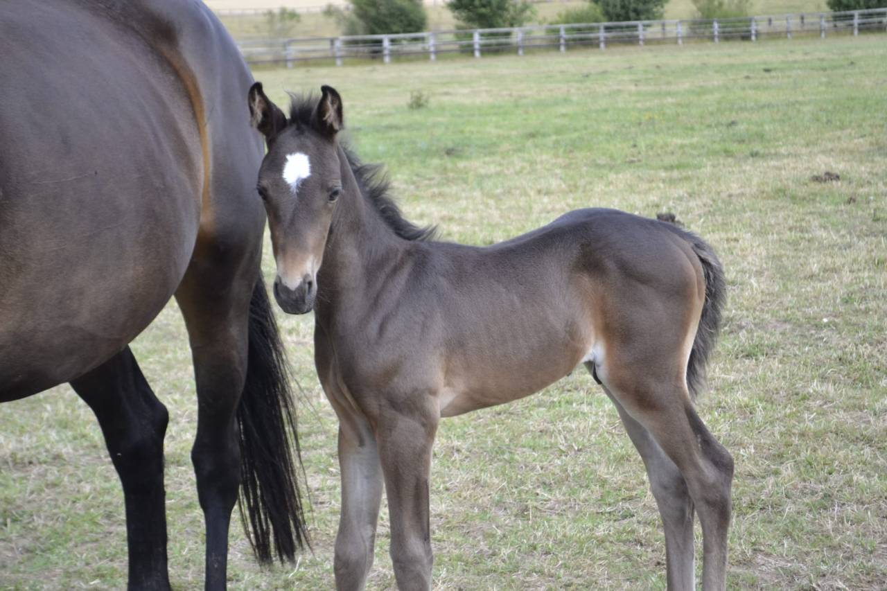 Poulain pare conté Bellini X Heden de la croix 