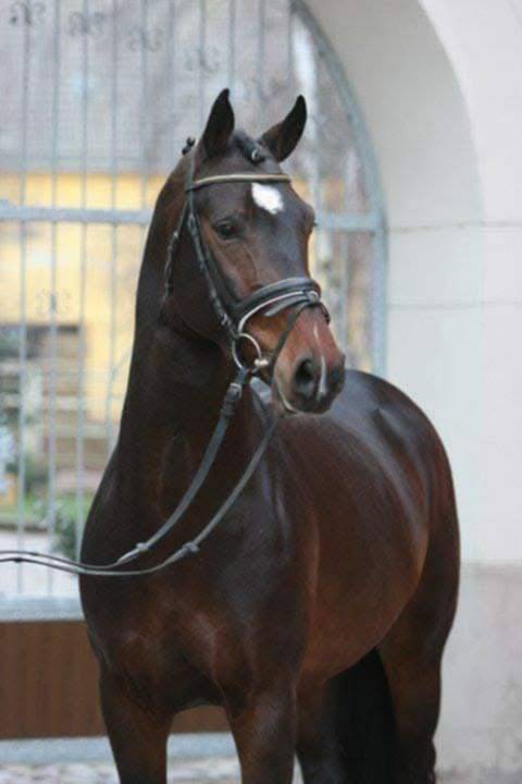 Poulain pare conté Bellini X Heden de la croix 