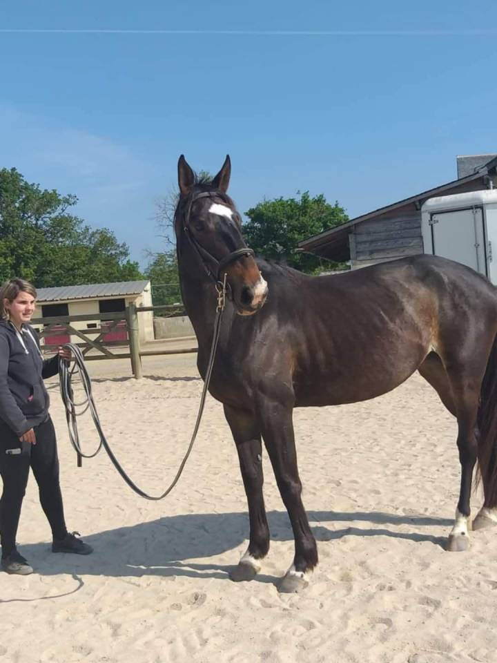Poulain pare conté Bellini X Heden de la croix 