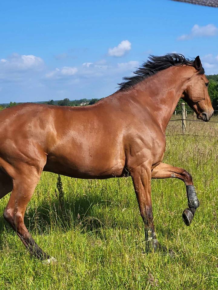 Hongre de 8 ans Prêt 125 130