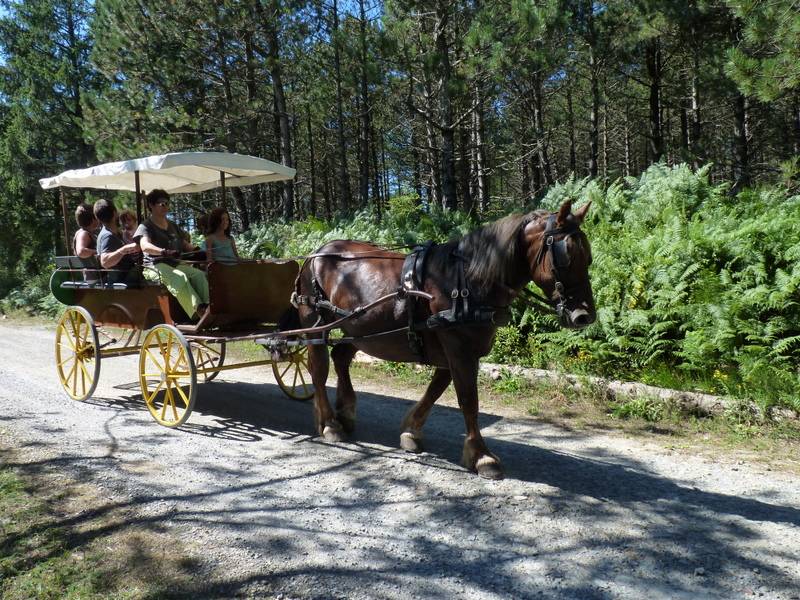 Wagonnette Berrard