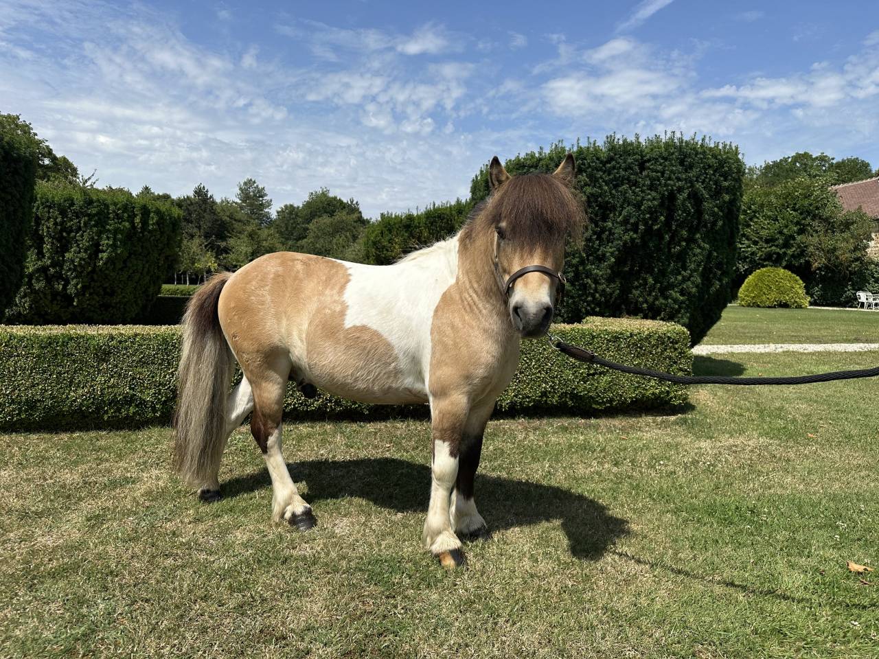 À vendre – Shetland hongre 6 ans 