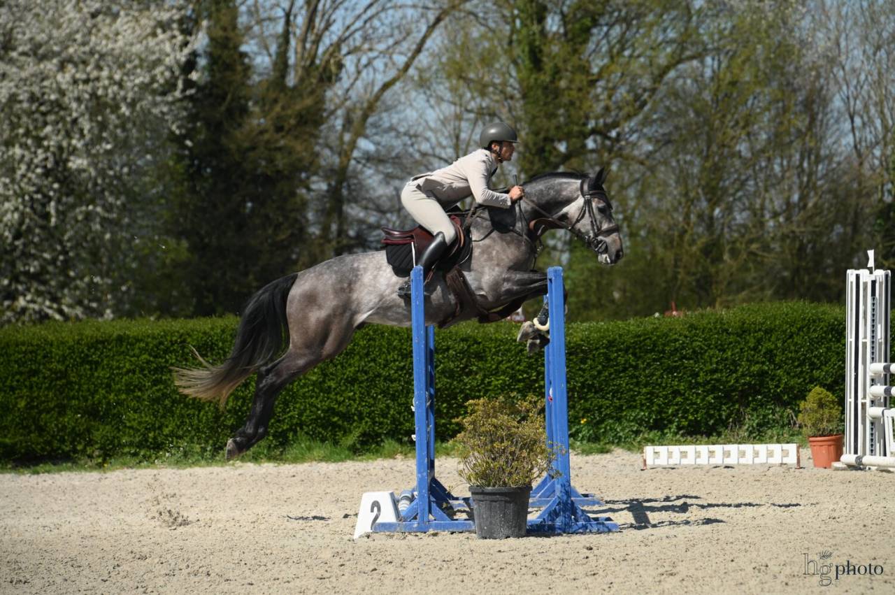HONGRE GROS POTENTIEL CSO 