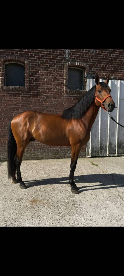 Jeune entier de 3 ans onc de type PRE