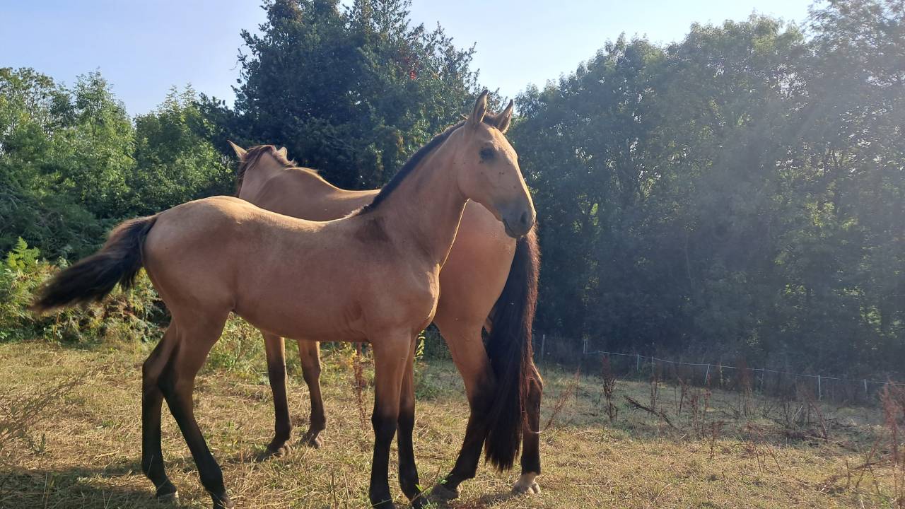 POULAIN PSL PP TAILLE EXCEPTIONNELLE TOP GENETIQUE