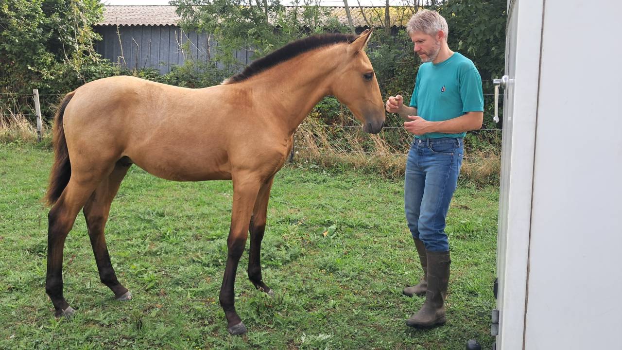 POULAIN PSL PP TAILLE EXCEPTIONNELLE TOP GENETIQUE