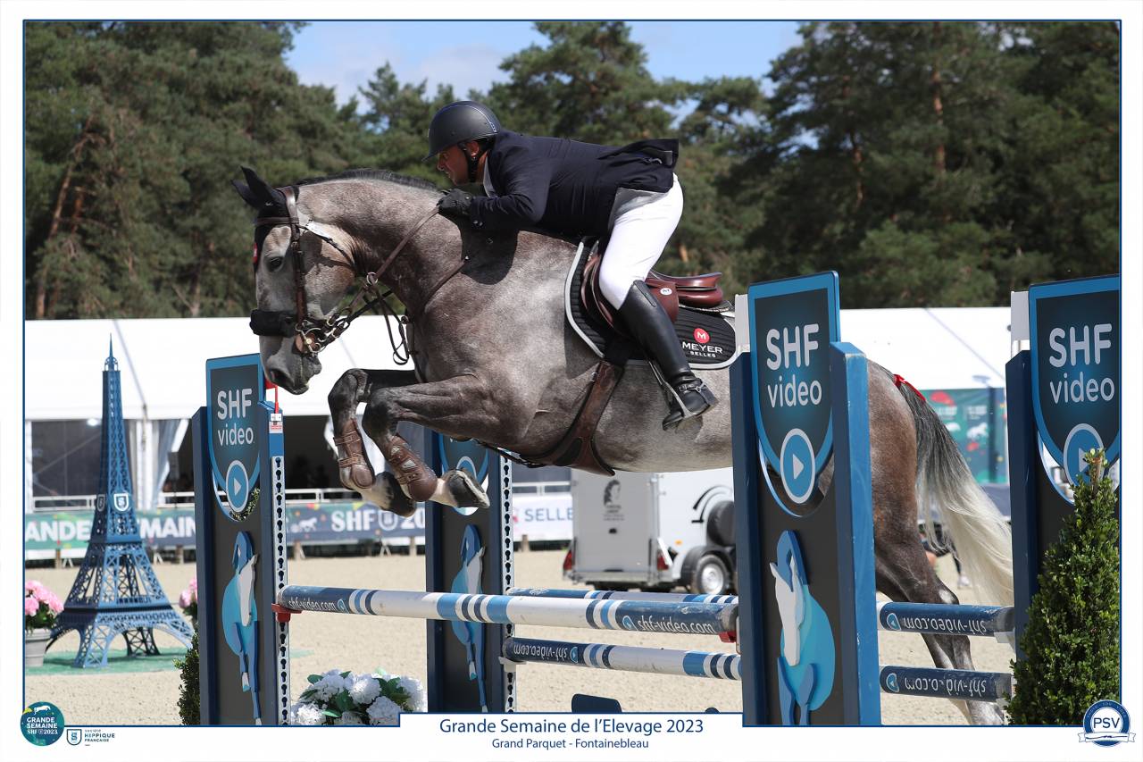 À vendre Hongre gris 8 ans idéal amateur 