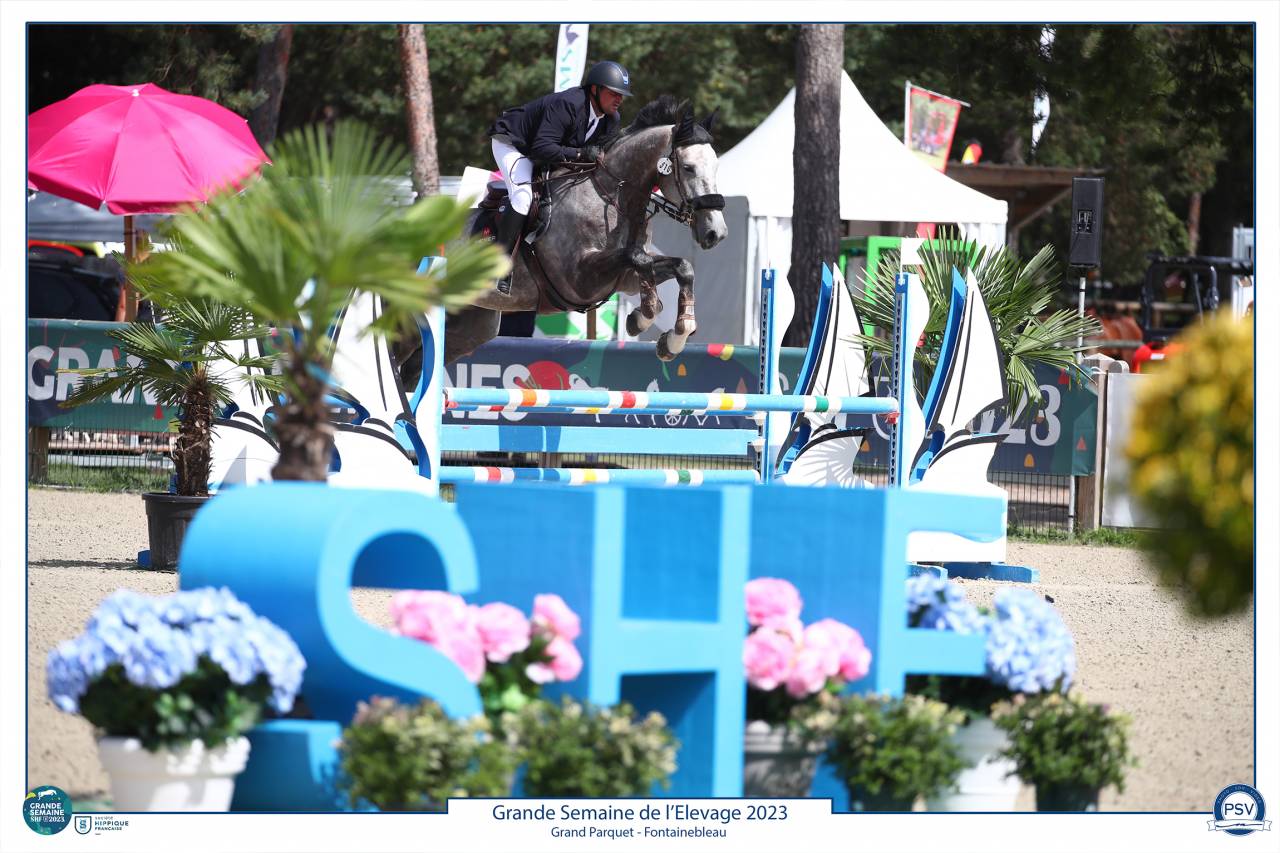 À vendre Hongre gris 8 ans idéal amateur 