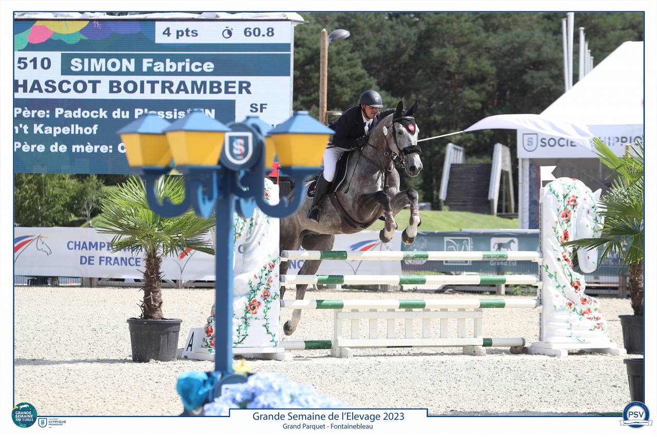 À vendre Hongre gris 8 ans idéal amateur 