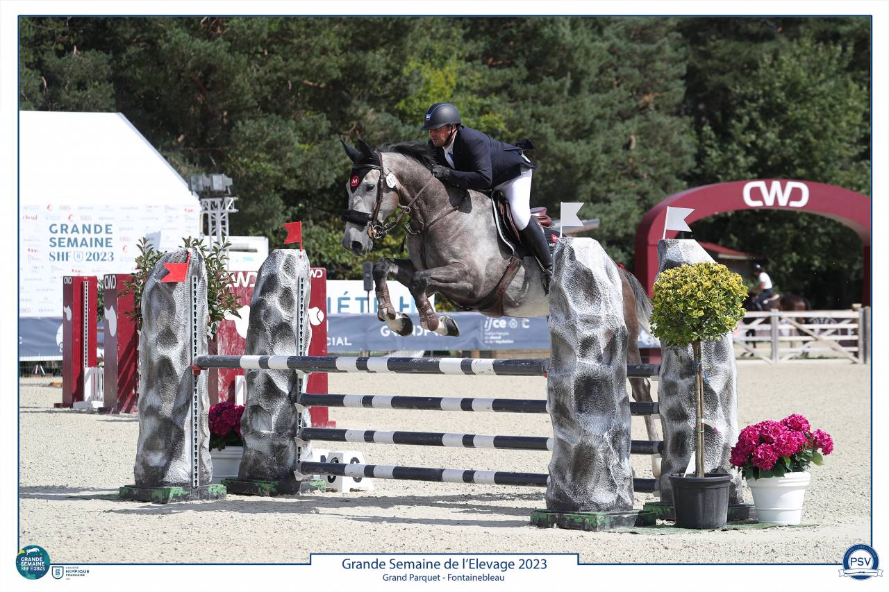 À vendre Hongre gris 8 ans idéal amateur 