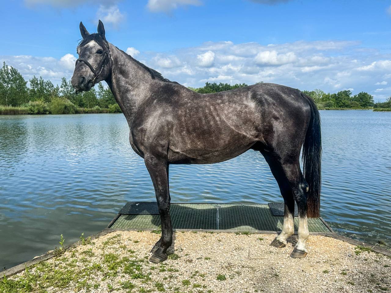 Étalon de 3 ans cso