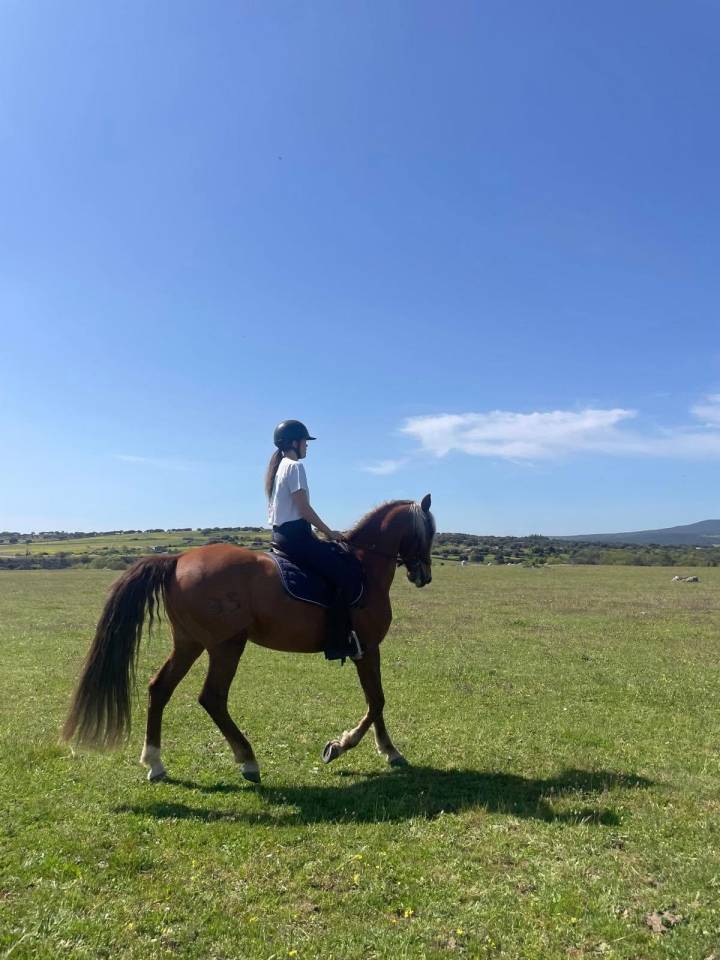 Cheval espagnol a confier 