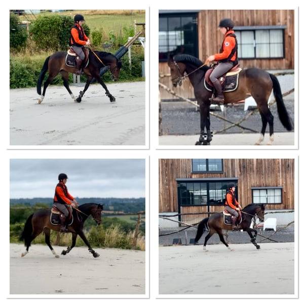 À VENDRE — Ponette D d’exception pour le sport 