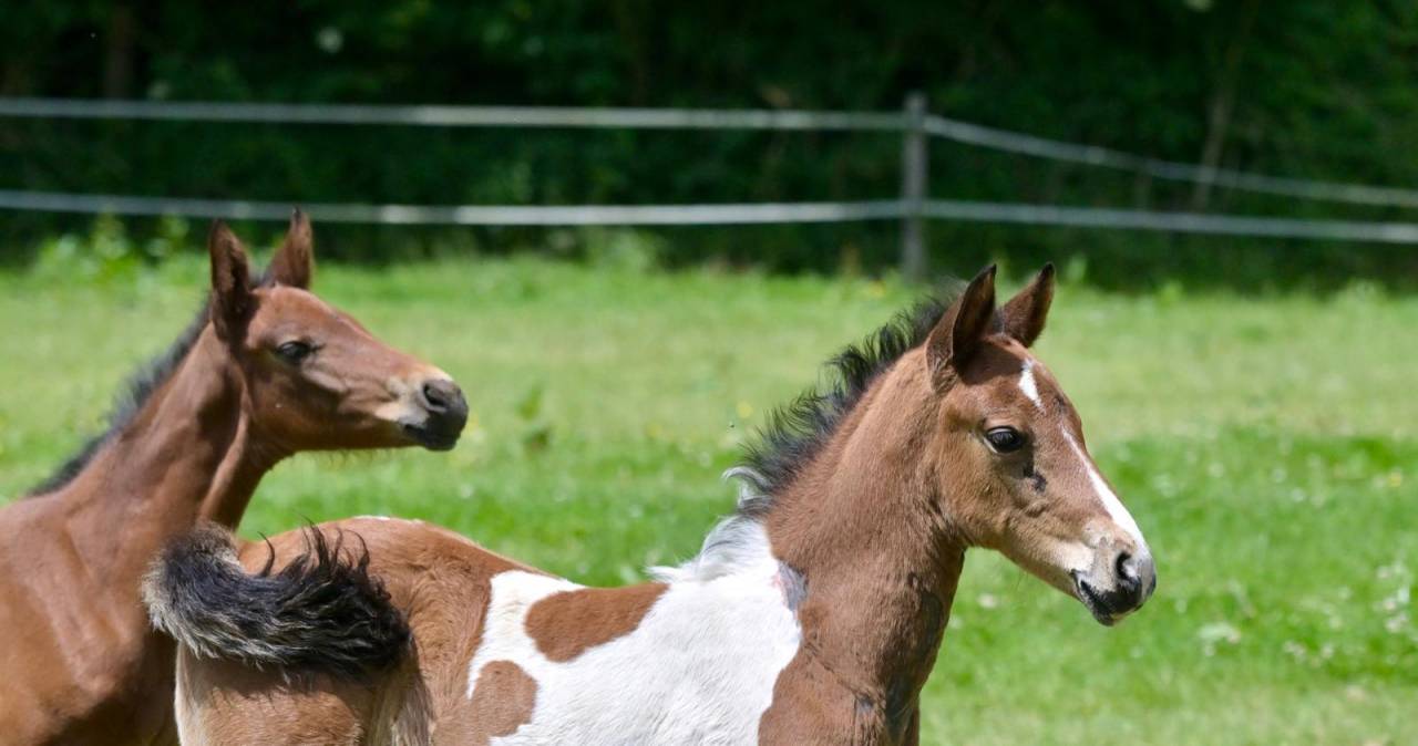 Poulain male pie Impérial D'aurice x Arktos