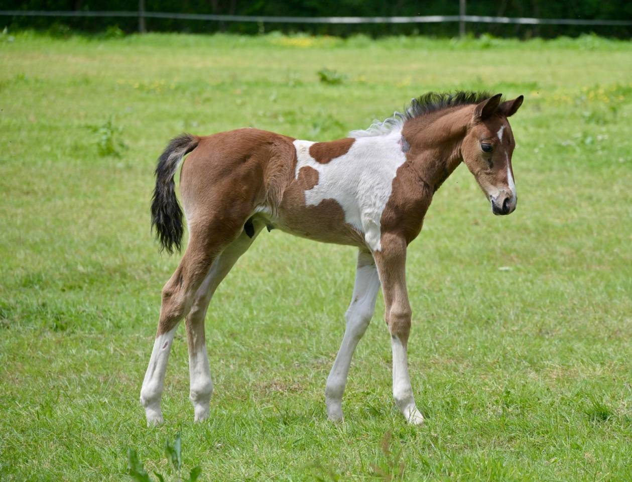Poulain male pie Impérial D'aurice x Arktos