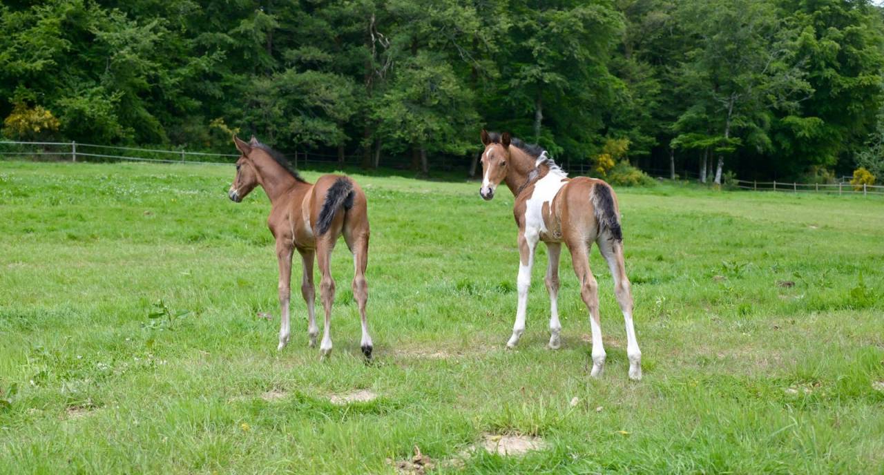 Poulain male pie Impérial D'aurice x Arktos