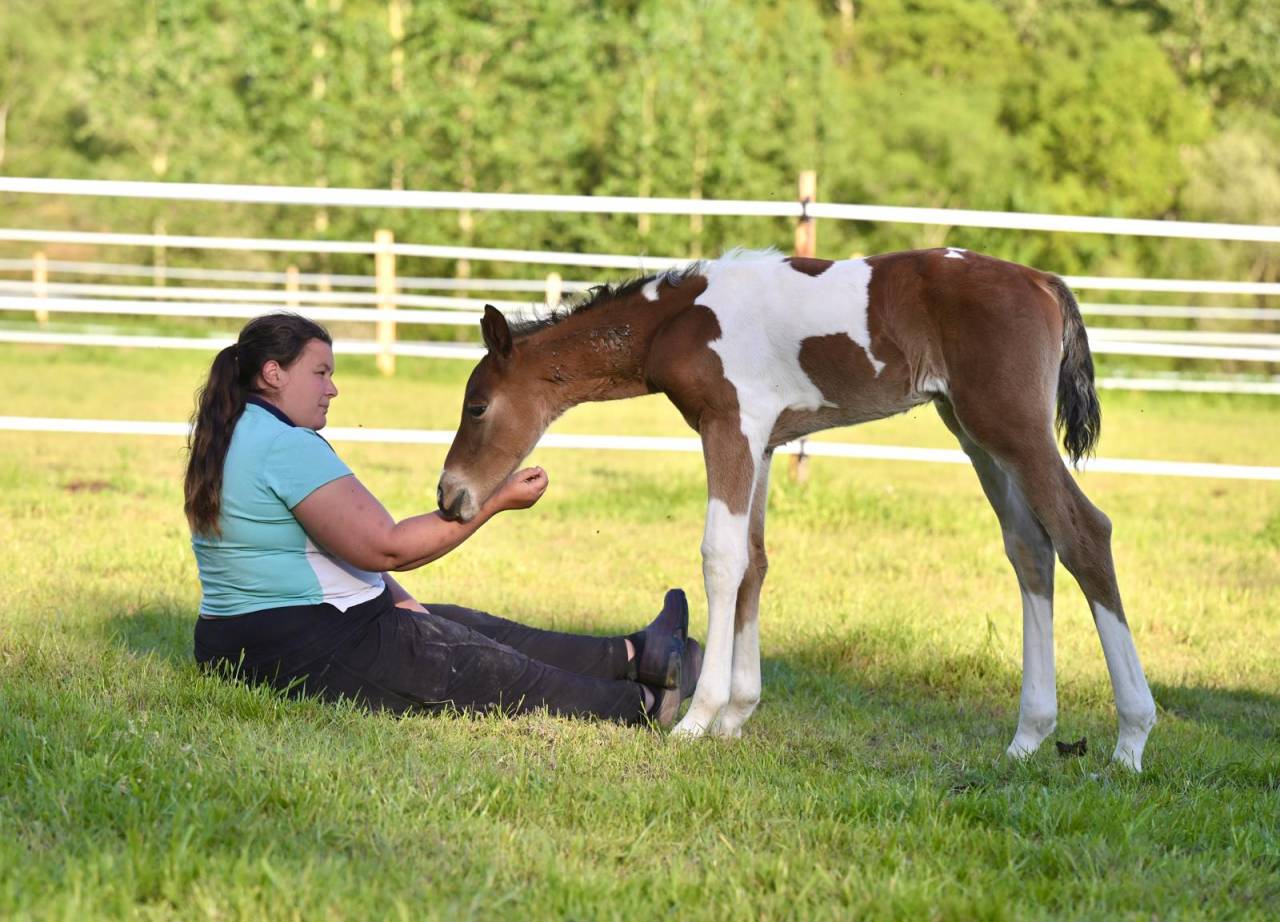 Poulain male pie Impérial D'aurice x Arktos