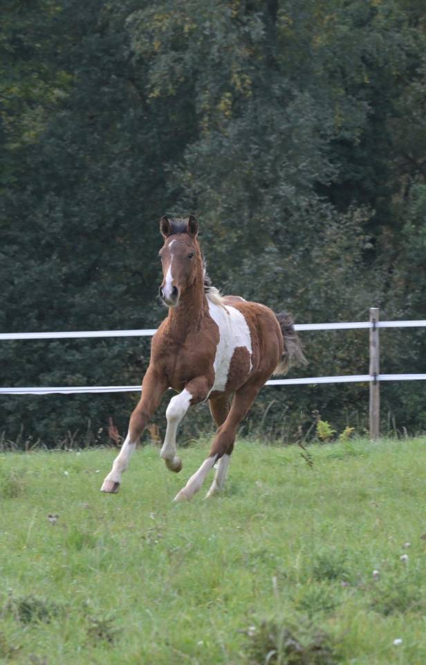 Poulain male pie Impérial D'aurice x Arktos