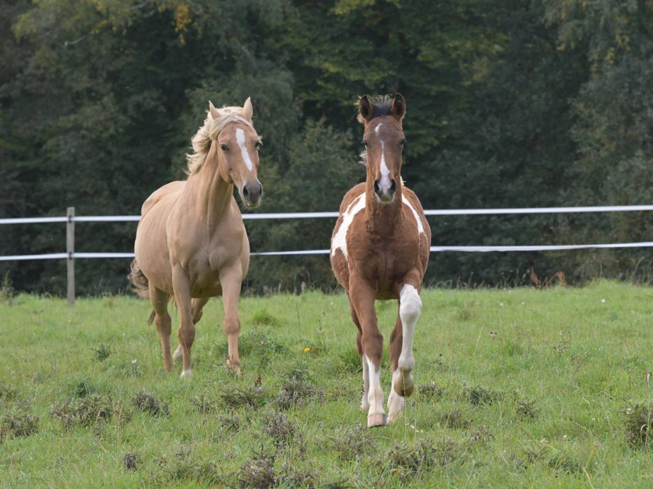 Poulain male pie Impérial D'aurice x Arktos