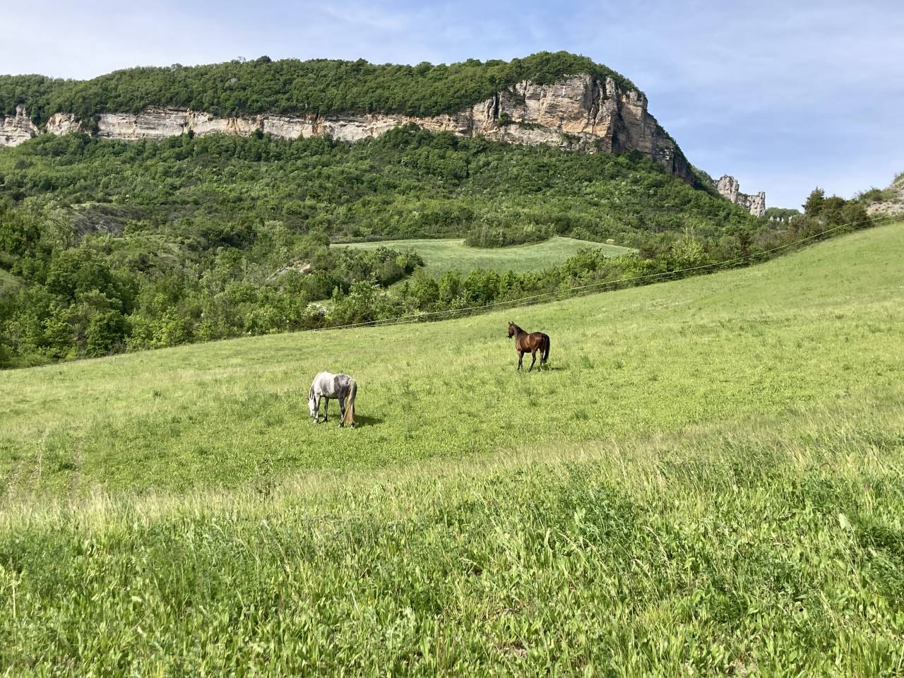 Pension paddock et pré