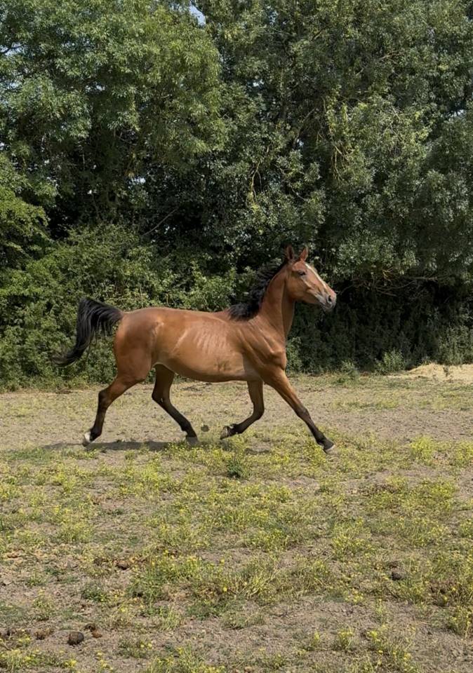 Mellite du Valois ( Stakkatol x Diamant)