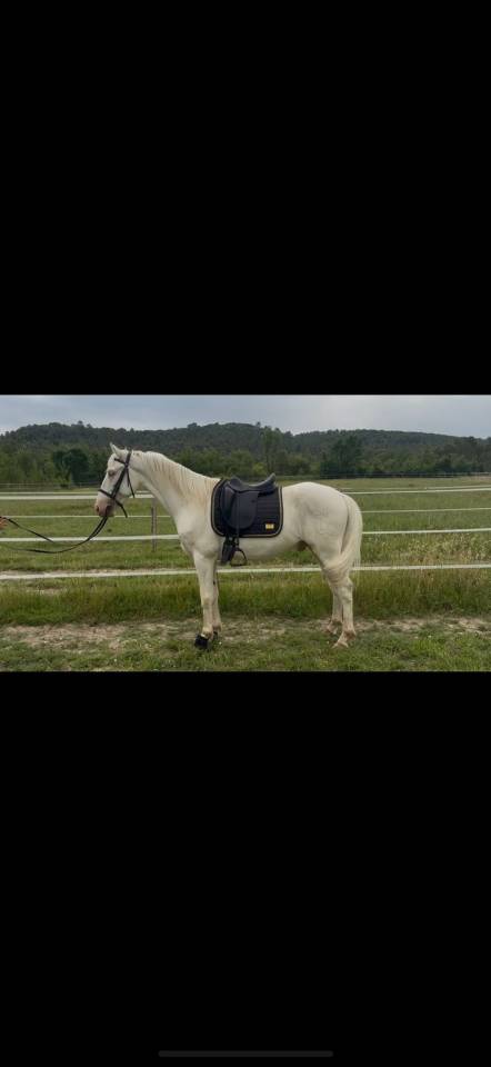 Cheval onc espagnol