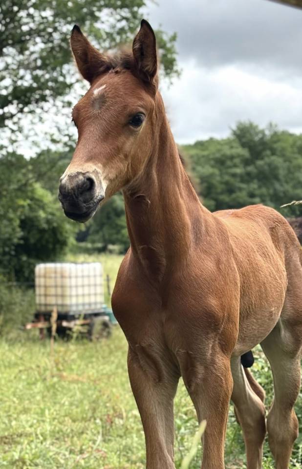 POULAIN DE L’ANNÉE (CORNET’S PRINZ X BALOUBET DIAMANT) 