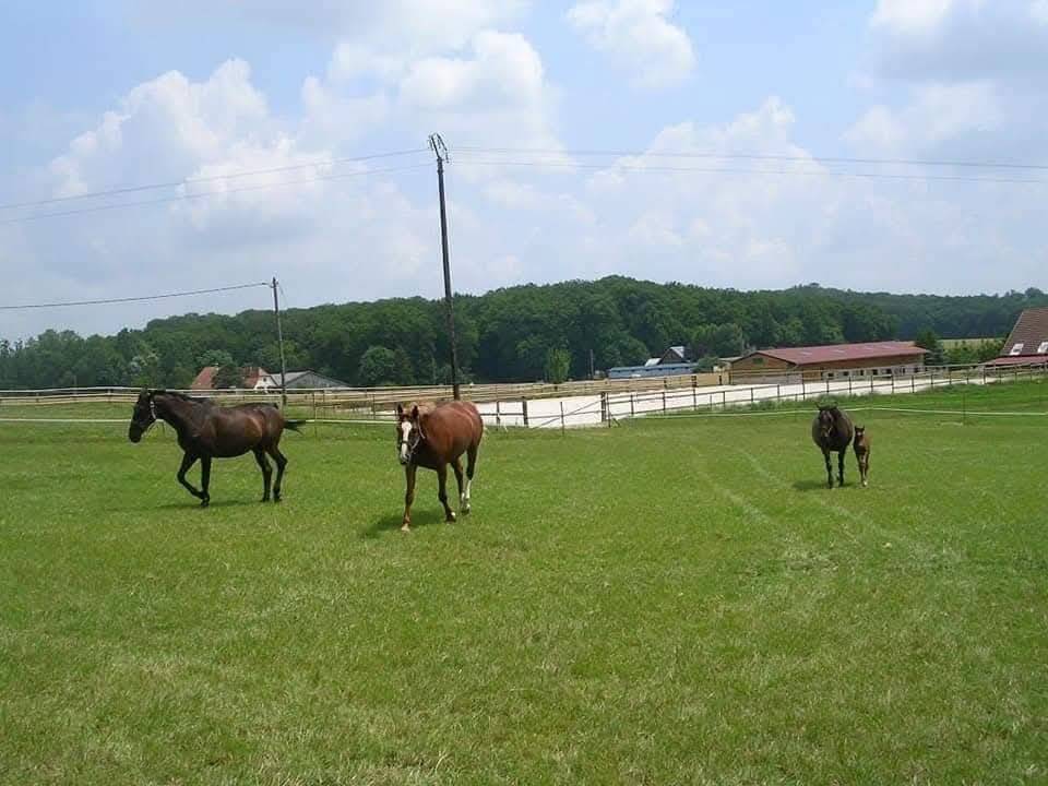 Deux places à l'écurie de l'Espel