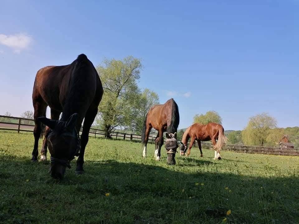 Deux places à l'écurie de l'Espel