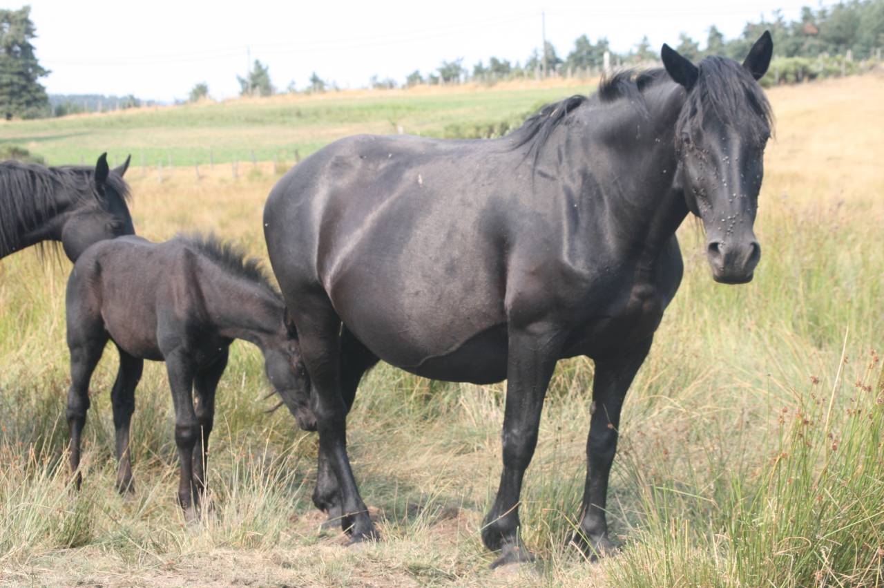 Jument Mérens poulinière GESTANTE