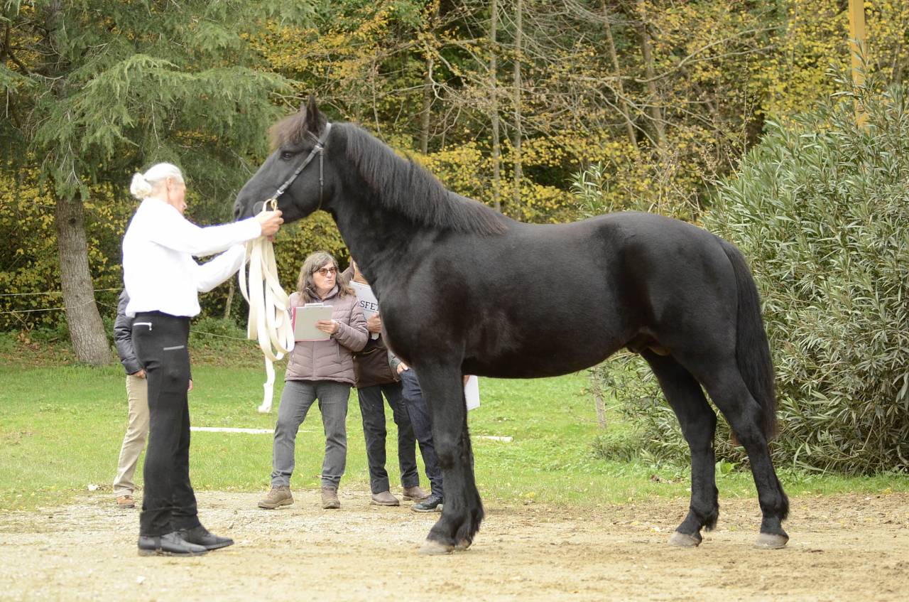 Jument M&eacute;rens poulini&egrave;re GESTANTE