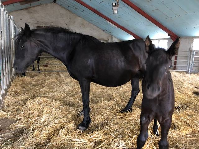 Jument M&eacute;rens poulini&egrave;re GESTANTE