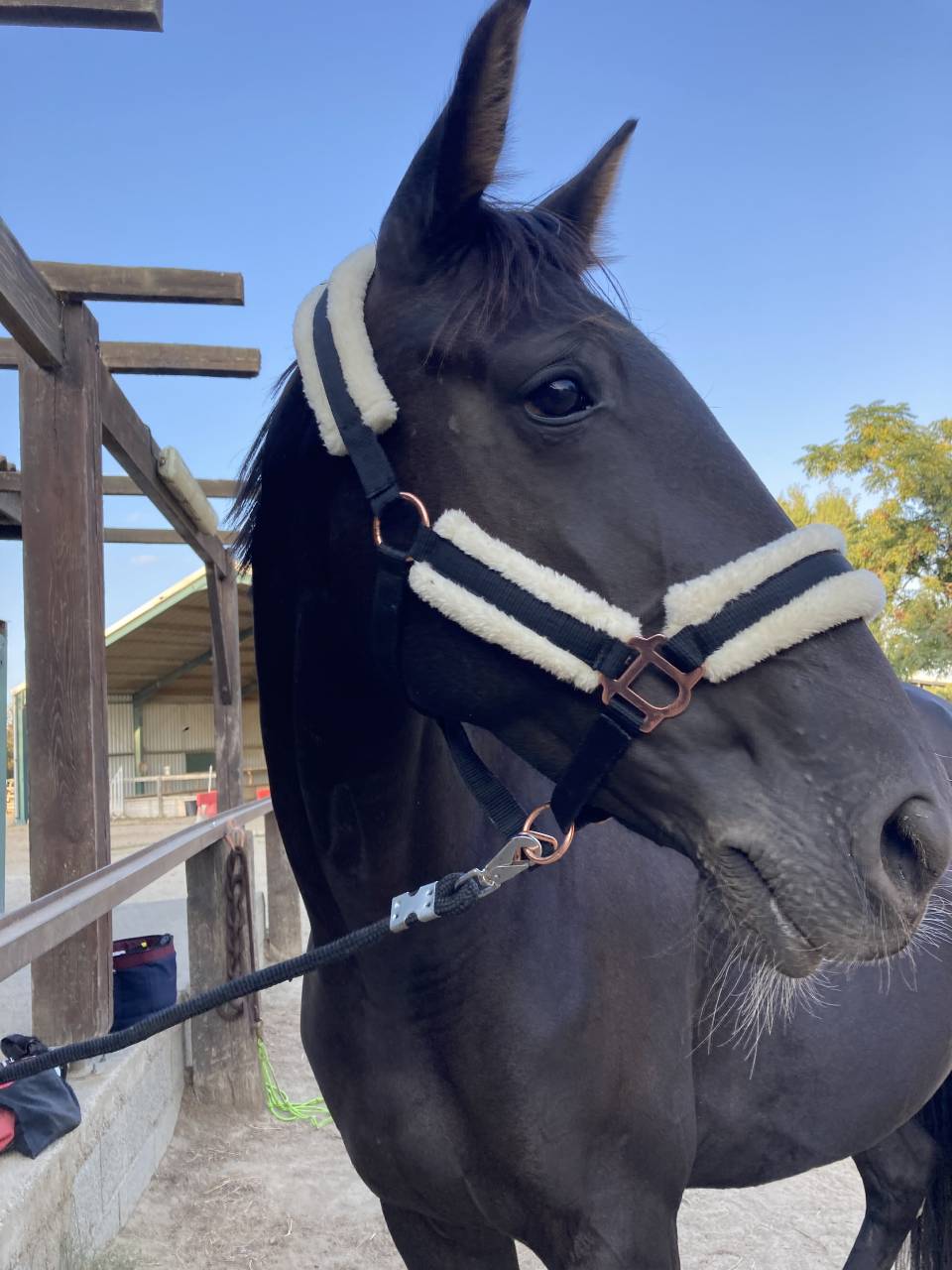  Jument trotteur français 