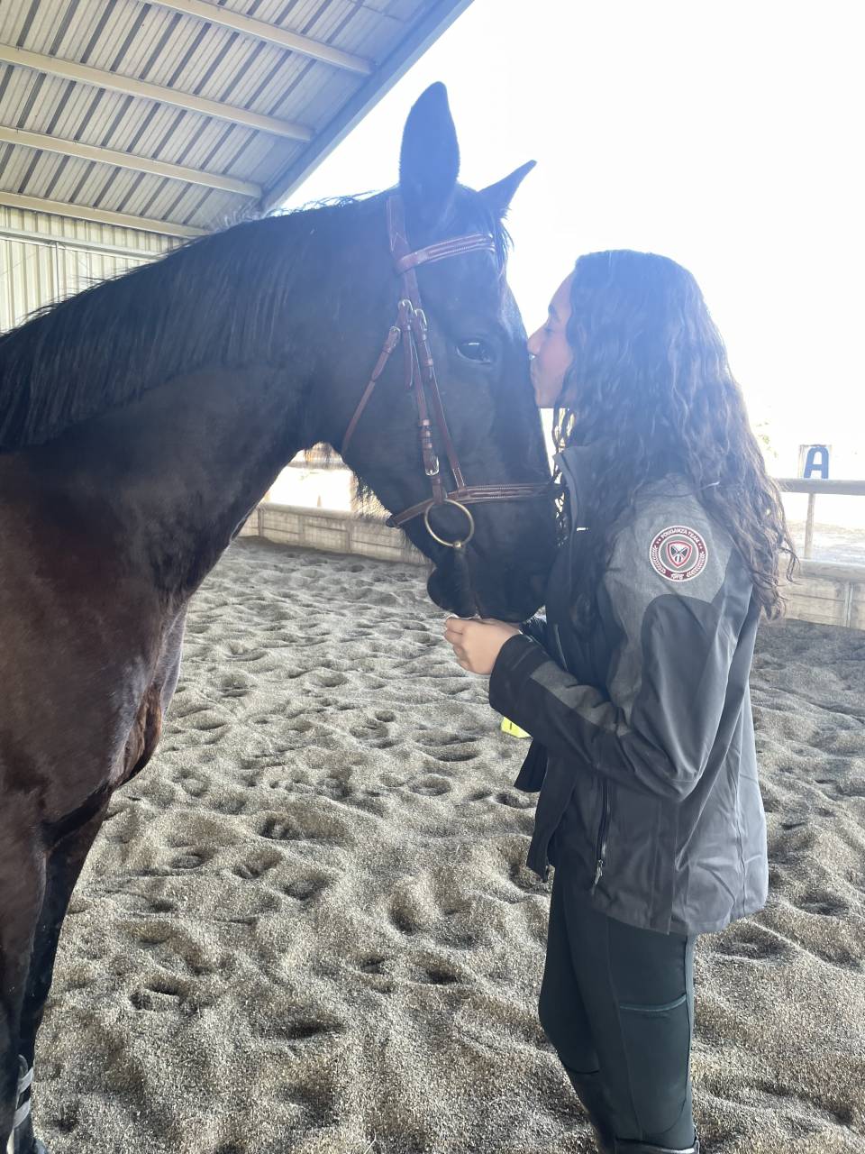  Jument trotteur français 