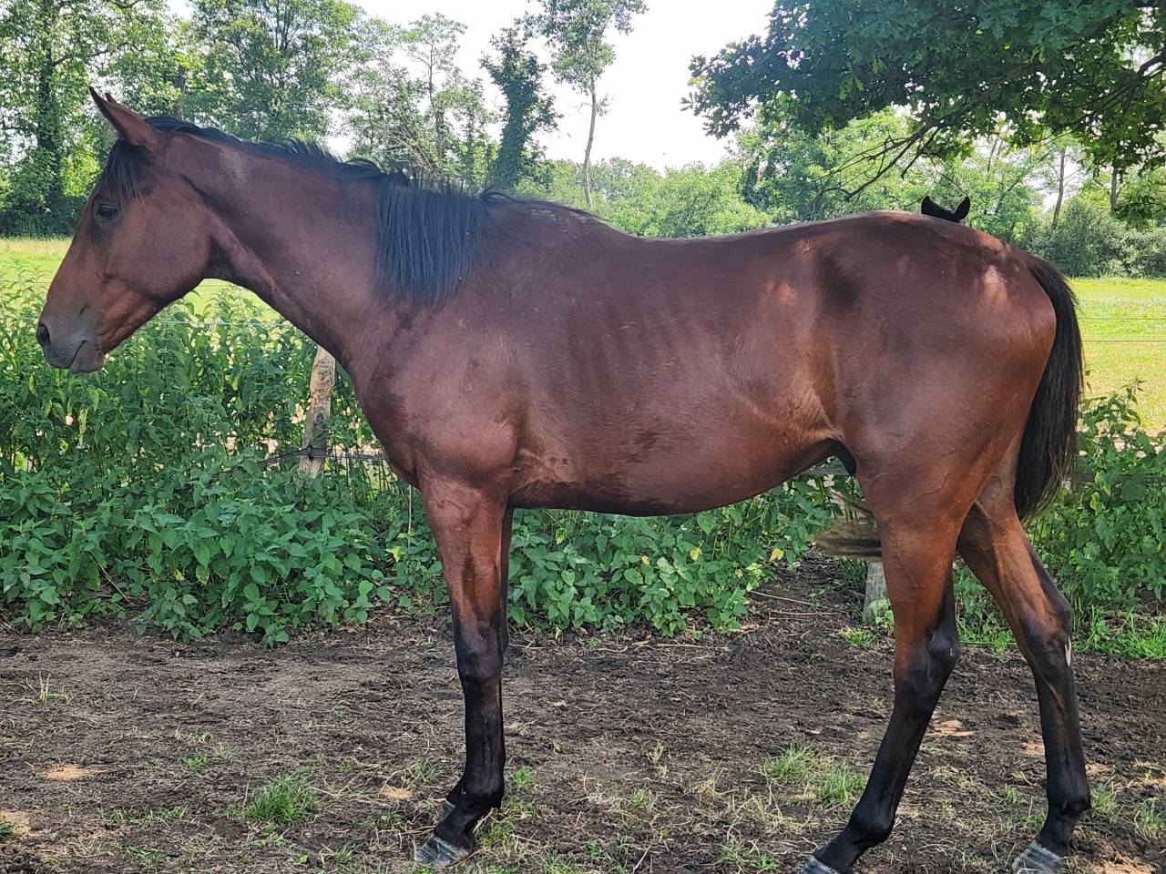 Urgent Hongre 2 ans 