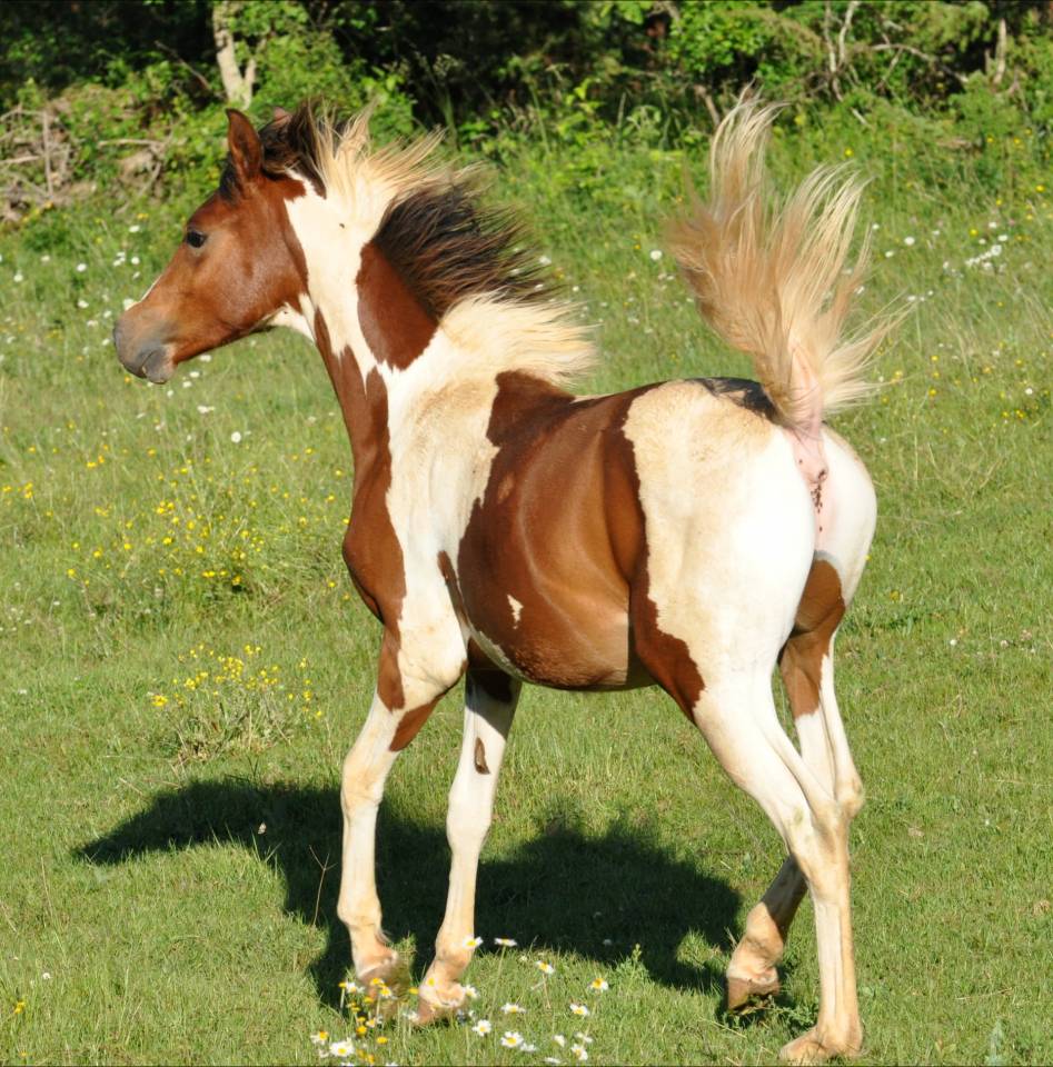 demi sang arabe pie 99,61¨%