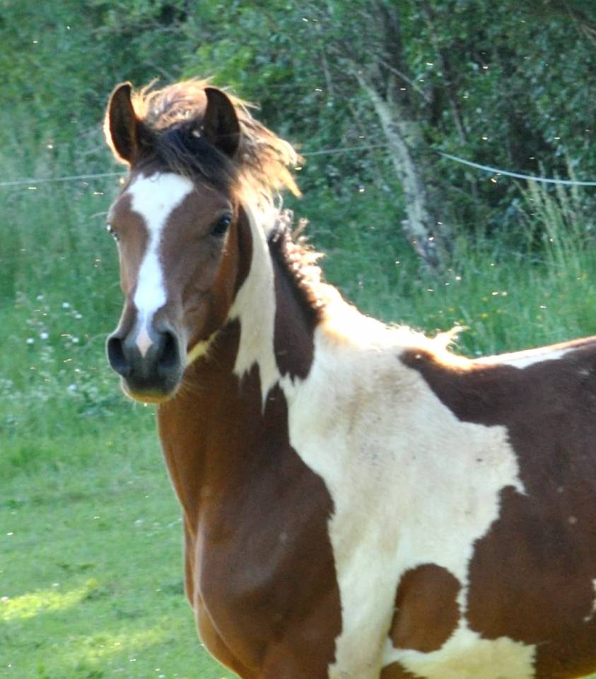 demi sang arabe pie 99,61¨%