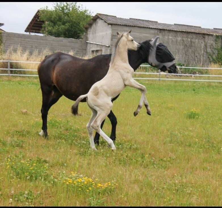 POULAIN ZANGERSHEIDE 