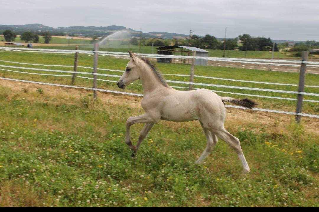 POULAIN ZANGERSHEIDE 