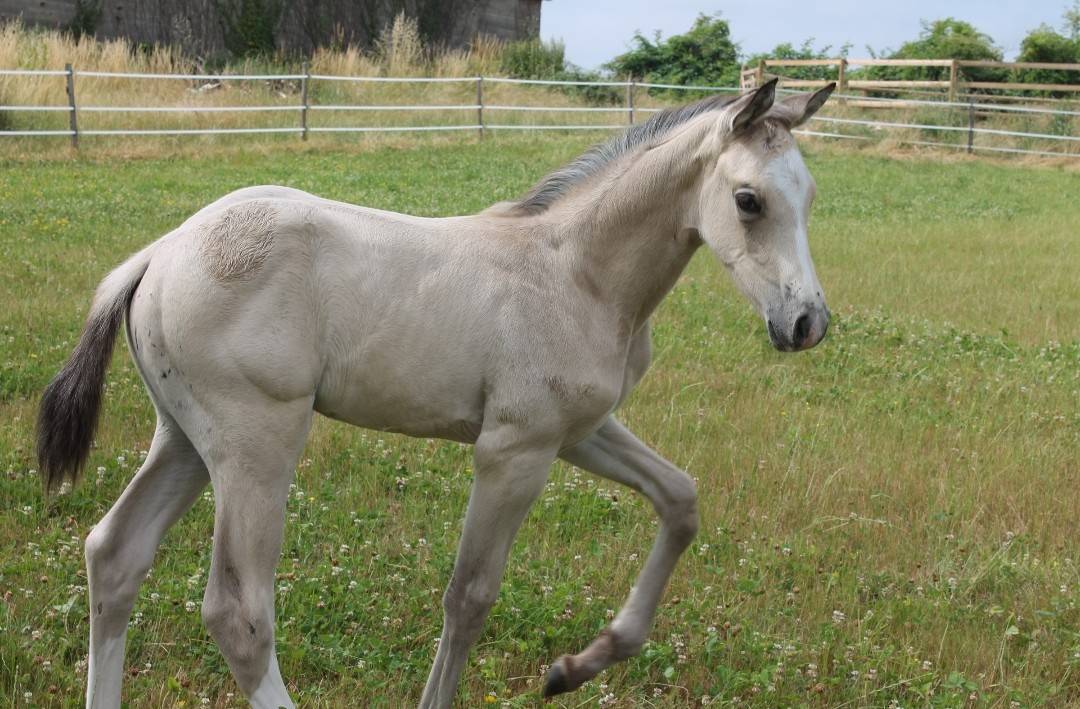 POULAIN ZANGERSHEIDE 