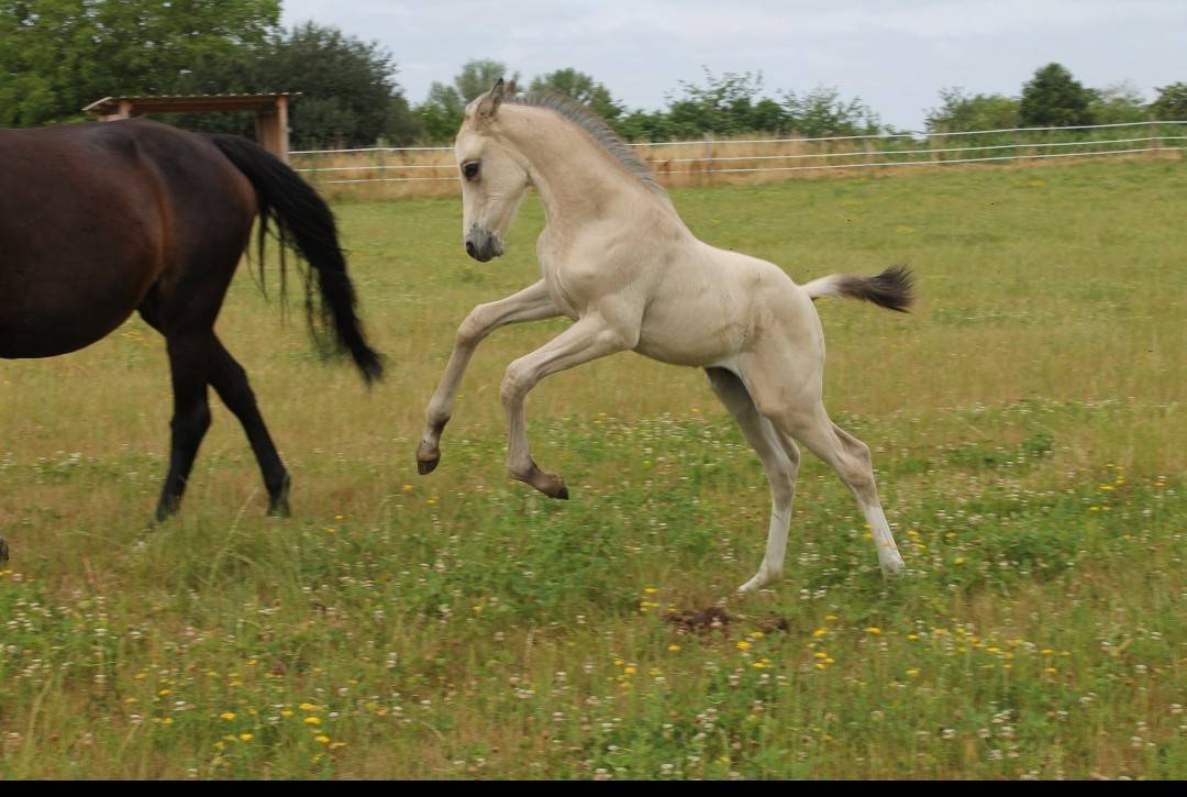 POULAIN ZANGERSHEIDE 