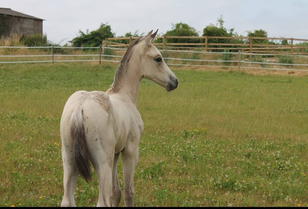 POULAIN ZANGERSHEIDE 